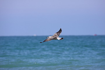 Image showing Gull, seagull