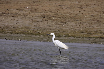 Image showing Little Egret, Aigrette Garzette