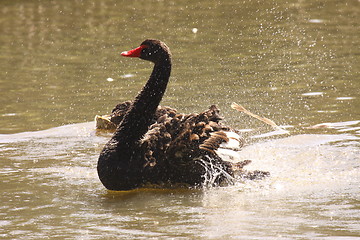 Image showing Black swan, anatidae