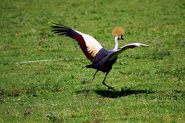 Image showing crowned crane