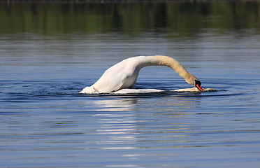 Image showing Mating swans
