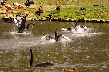 Image showing Black swan, anatidae