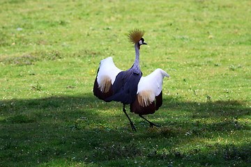 Image showing crowned crane