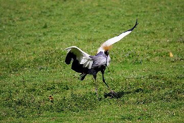 Image showing crowned crane