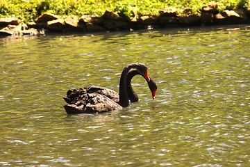 Image showing Black swan, anatidae