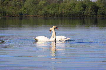 Image showing Mating swans