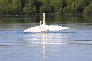 Image showing Mating swans