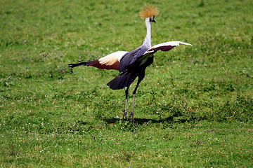 Image showing crowned crane