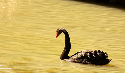 Image showing Black swan, anatidae