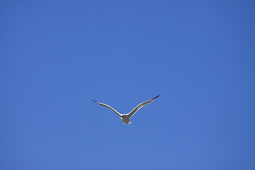 Image showing Gull, seagull