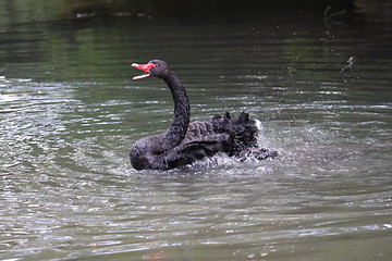 Image showing Black swan, anatidae