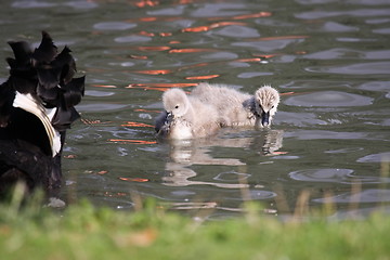 Image showing Young black swan, cygnets anatidae