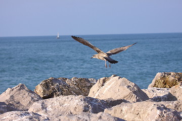 Image showing Young Gull, seagull