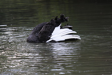 Image showing Black swan, anatidae