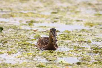 Image showing Young mallard female, duck cane