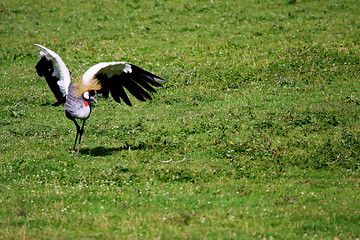 Image showing crowned crane