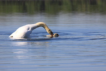 Image showing Mating swans