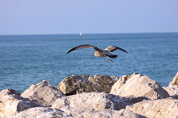 Image showing Young Gull, seagull