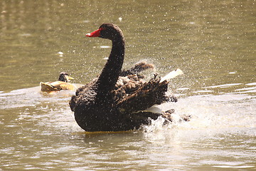 Image showing Black swan, anatidae