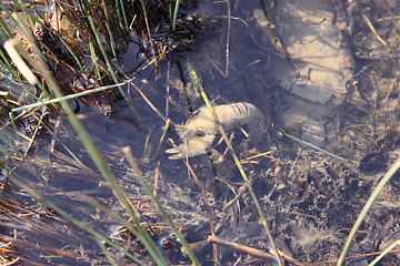 Image showing crayfish in its natural environment, in water