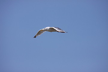 Image showing Gull, seagull