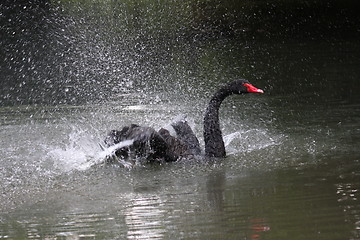 Image showing Black swan, anatidae