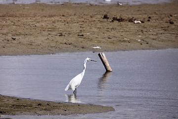 Image showing Little Egret, Aigrette Garzette