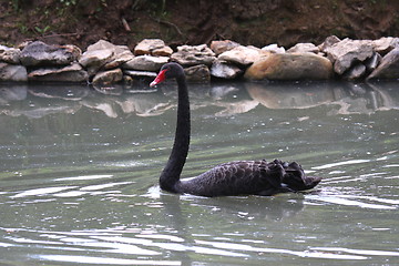 Image showing Black swan, anatidae