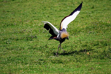 Image showing crowned crane