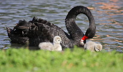 Image showing Young black swan, cygnets anatidae