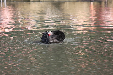 Image showing Black swan, anatidae