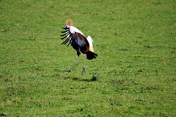 Image showing crowned crane