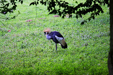 Image showing crowned crane