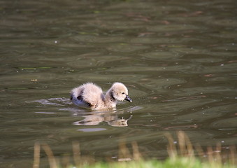 Image showing Young black swan, cygnets anatidae