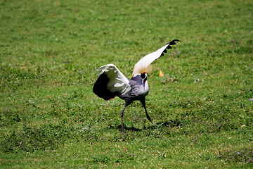 Image showing crowned crane