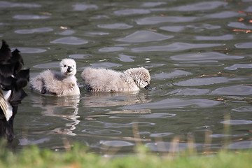 Image showing Young black swan, cygnets anatidae