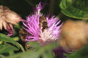 Image showing Bee, Apoidea, Abeille