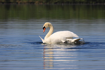 Image showing Mating swans