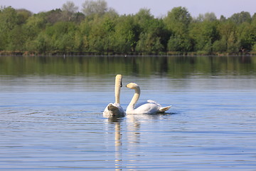 Image showing Mating swans