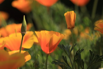 Image showing Eschscholtzia of California, california poppy