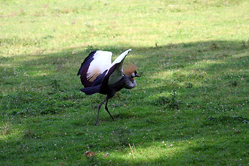 Image showing crowned crane