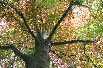 Image showing copper beech, tree-top