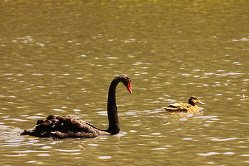 Image showing Black swan, anatidae