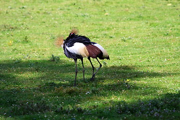 Image showing crowned crane