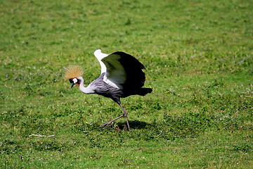 Image showing crowned crane