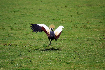 Image showing crowned crane