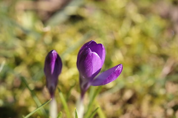 Image showing Crocus srping flower