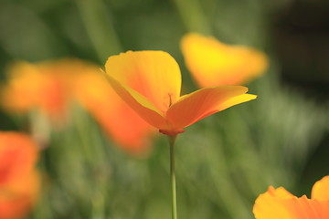 Image showing Eschscholtzia of California, california poppy