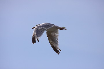 Image showing Gull, seagull