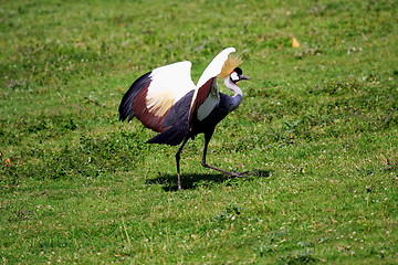 Image showing crowned crane